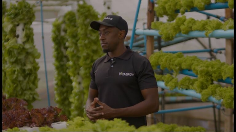 Urban Farming in Zimbabwe using Hydroponics - Part 1