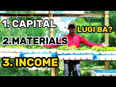 MAGKANO NGA BA ANG PUHUNAN AT INCOME SA HYDROPONICS? REVEALED‼️ Kratky Method