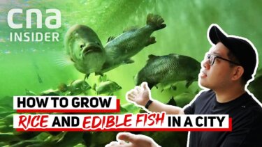 都市型垂直農業で米と魚を同時に育てる実験とは？