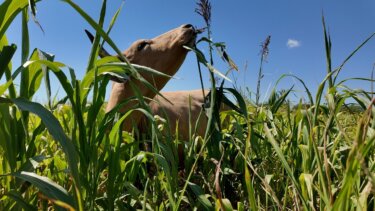【注目】極限乾燥地で cattle を増やして草が茂る！？再生型農業の驚きの効果