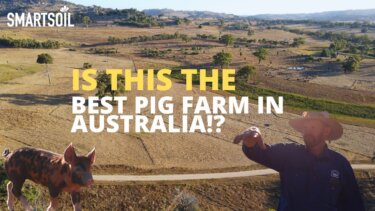 110頭の豚で実現した再生型農業｜McIvor Farmの成功秘訣