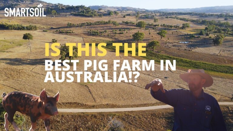 Is This Australia’s Best Pig Farm? 🐖 | Regenerative Farming with Jason Hagan – McIvor Farm, Victoria