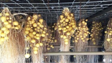 【再生数700万回突破】土を使わずポテトが育つ驚異の農業技術が世界から注目