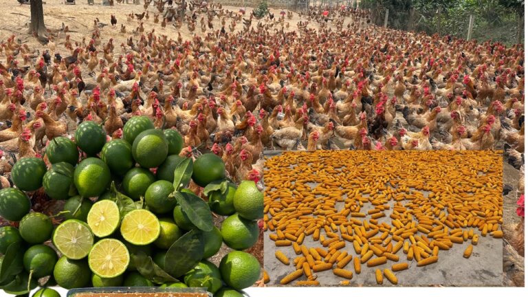Real Life on a Chicken Farm Sustainable Agriculture, Hard Work, and Peaceful Living Daily