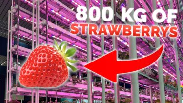 12㎡で年間800kgのイチゴを育てる！垂直農業の驚異的効率