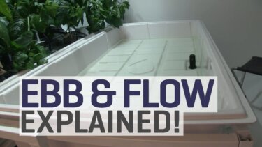 EB and Flow水耕栽培で収穫量アップ 初心者向け手順完全解説
