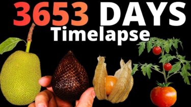 【話題】3653日間の植物成長をタイムラプスで撮影！農業の科学的知見がここに
