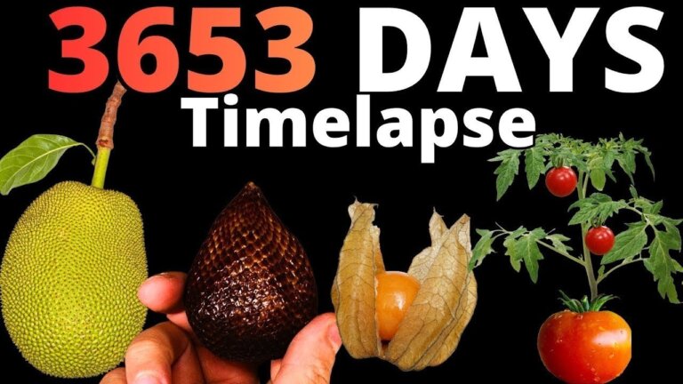 I filmed 3653 DAYS of Plant Growth for this TIMELAPSE