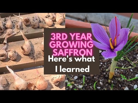 SAFFRON'S dirty little secret!
