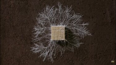 【再生数200万回突破】キノコの知能がもたらす農業革命｜真菌ネットワークで食料・環境を再生する