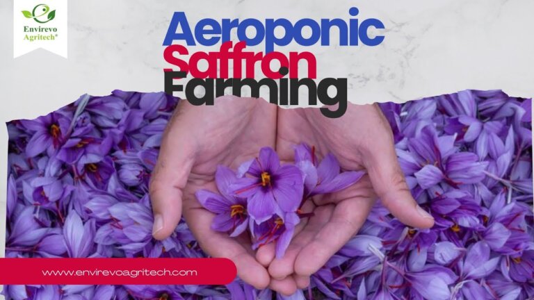 How to Grow Saffron Using Aeroponics: Aeroponics saffron farming | @Envirevo #saffron