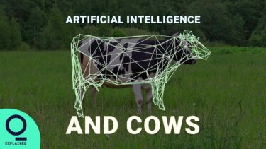 AIが牛の生活を劇的に改善？ dairy farmでの実際の活用事例