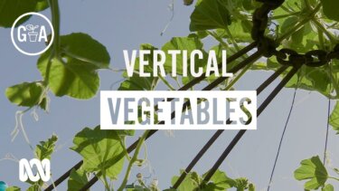 垂直農業でスペースを最大限に活用！家庭菜園の収穫量をアップさせるクライミング野菜の選び方
