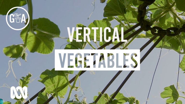Vertical Vegetables | Growing Vegies | Gardening Australia