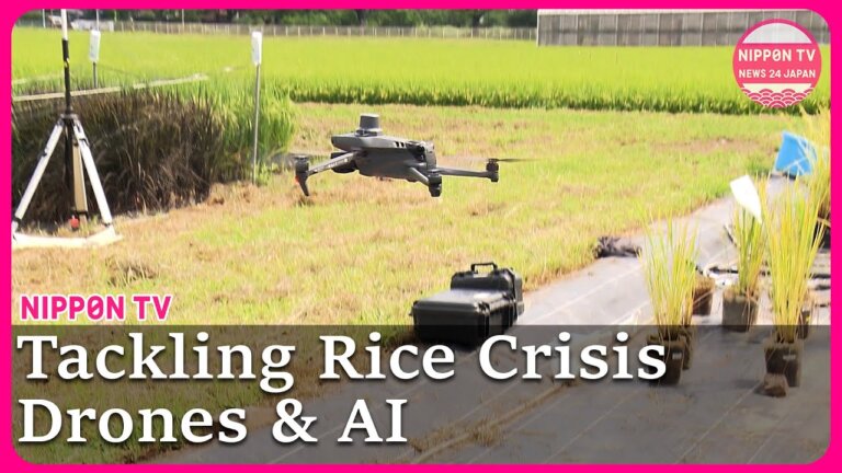 Rice Crisis:AI to Tackle Japan’s Rice Production Challenges