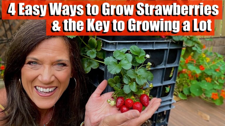 4 Ways to Grow Strawberries & the Key to Growing a Lot