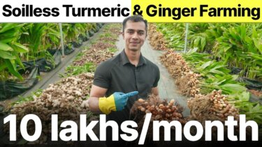 【注目】水耕栽培で45t/acreの収量！ turmeric・gingerの利益率が驚くほど高い理由