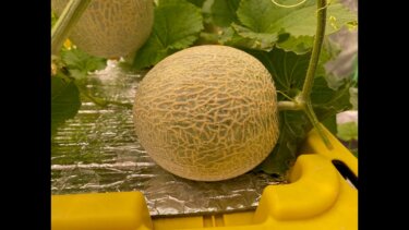 室内水耕でメロン栽培！家庭菜園でもできる実践方法