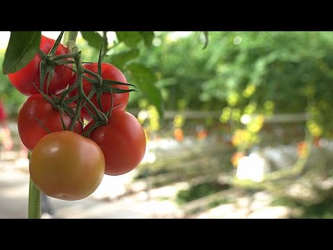 The sustainable farming methods helping farmers earn a fair income