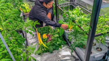 家庭菜園でもOK！水耕栽培で冬でも新鮮な野菜を育てる方法
