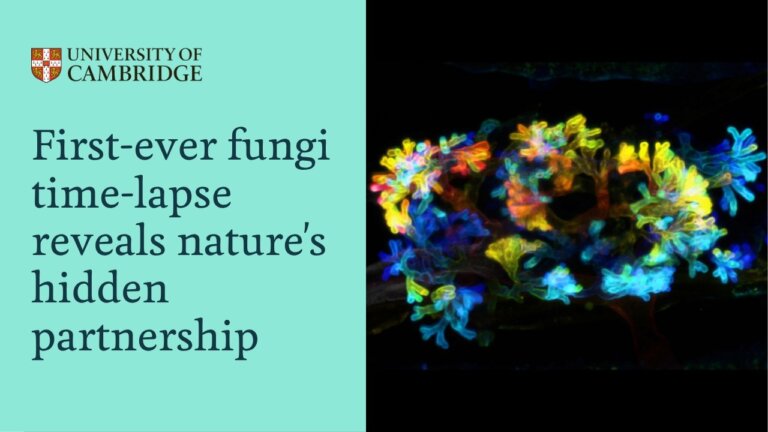 First-Ever Fungi Time-Lapse Reveals Nature's Hidden Partnership