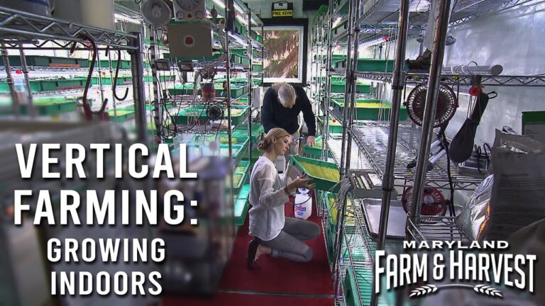 Growing Micro-Greens Indoors with Vertical Farming | Maryland Farm & Harvest