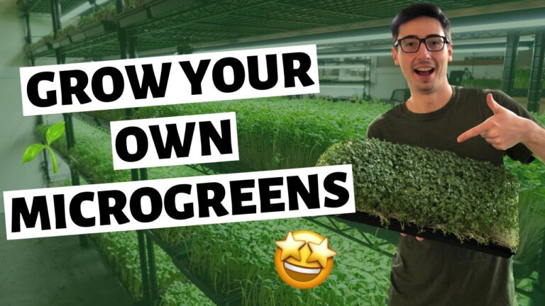 How To Grow Microgreens Indoors (SEED to HARVEST)