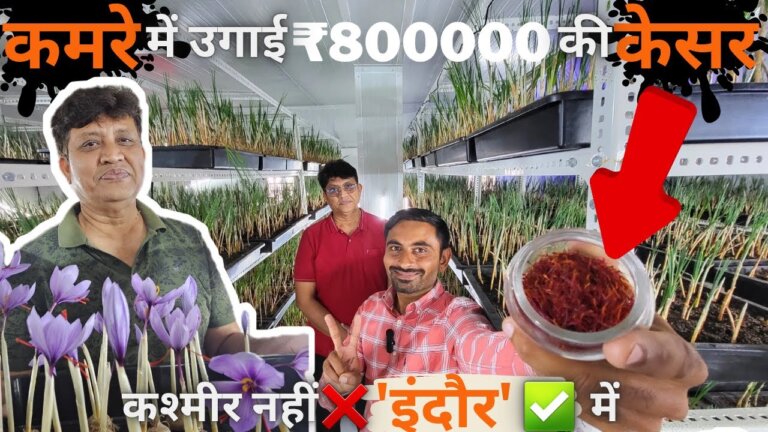 8 lakh worth saffron grown in a small room | indoor saffron farming | #kesar | kesar kheti A to Z