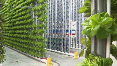 室内農業が成長する理由：環境制御で農業の未来を切り開く