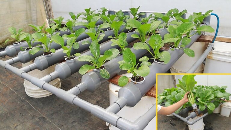 Super Simple Hydroponic System at Home - Lush Green Vegetables in Just 30 Days