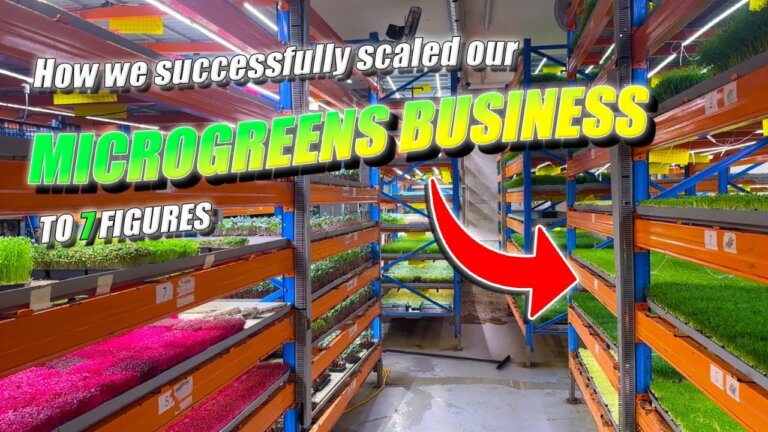 Successfully Building A 7 Figure Microgreens Business | Vertical Farming
