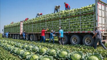 カリフォルニアの農業が毎日29,500トンの果物・野菜を収穫する理由