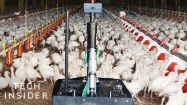 4輪ロボットが鶏舎の労働力不足を解決！？ミネソタの農場で実証された新技術