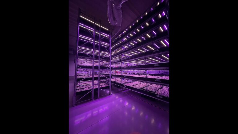 Achieving multiple saffron harvests indoor on large scale!