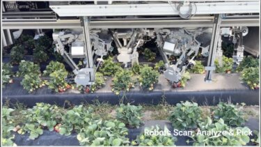 AIロボットが Strawberry を収穫！アメリカ農業の未来がここに
