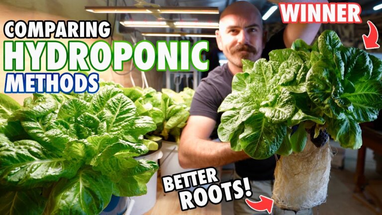 Deep Water Culture vs Kratky Hydroponics