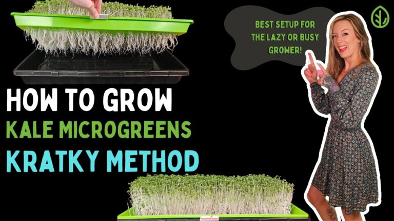 Grow Kale Microgreens with Kratky Hydroponics — Almost Zero Maintenance!
