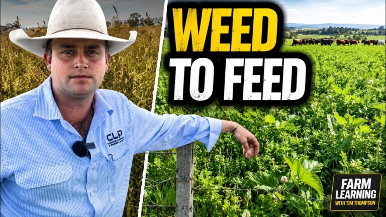 How to Manage Giant Rat’s Tail with Pasture Competition