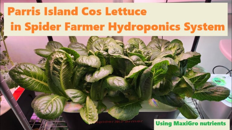 Parris Island Cos Lettuce in Spider Farmer Hydroponics System, with MaxiGro nutrients