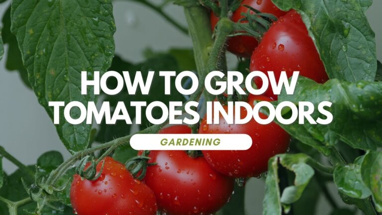 How To Grow Tomatoes Indoors