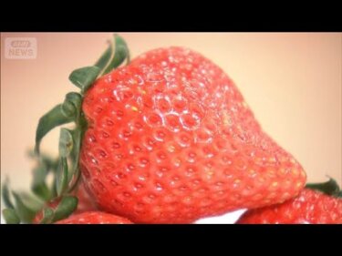 AI活用でイチゴの品質を劇的に向上！最先端植物工場の実態が分かる