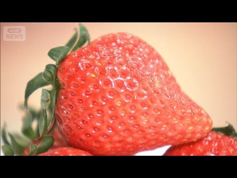 Cutting-Edge Plant Factory: AI-Powered Strawberry R&D at Oishii Farm’s New Japan Hub (August 5, 2...