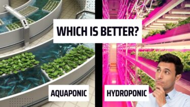 水耕とアクアポニックス、どちらが家庭菜園に適している？