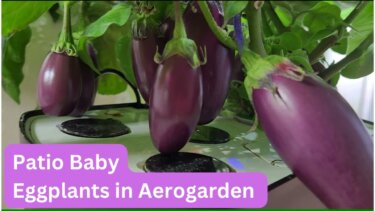 AeroGardenで育てたパティオベビーなエグGPLANTの成長とスパイダーミート対応法