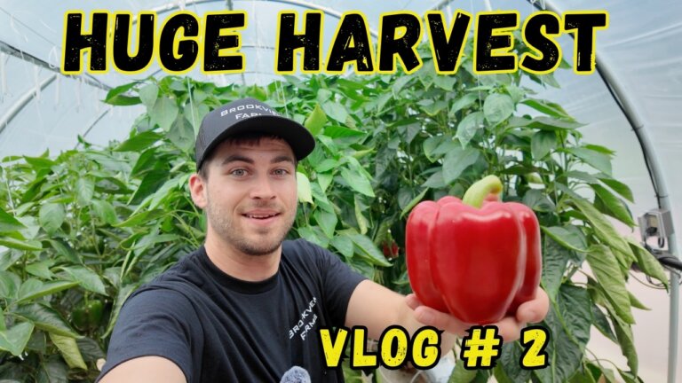 Hydroponic Peppers | Greenhouse Harvest Day- Vlog #2