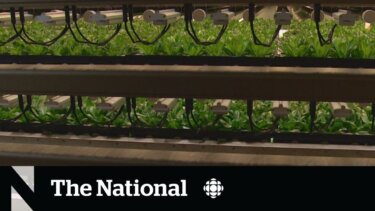 垂直農業が空きオフィスを農地に変える｜Calgaryの実例から学ぶ