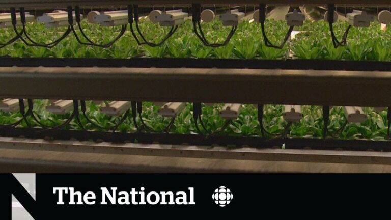 Vertical farming turns vacant office space into stackable crops