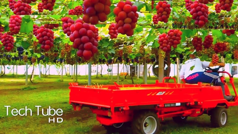 Amazing Grape Farming And Grape Picking Technology | Grape Harvest Machine