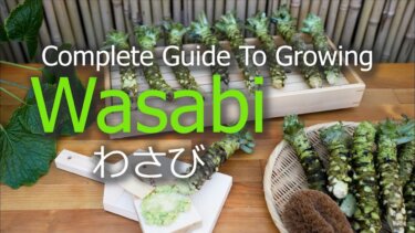 Wasabi栽培の基本と実践方法｜都市農業向けの詳細ガイド