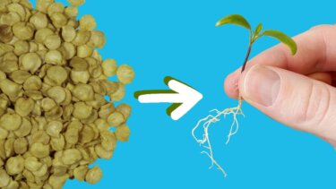 水耕栽培の種蒔きに必要な基本手順｜JimmyB Harvestsの実践方法を解説